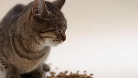 Tabby cat domestic pet kitty eating wet or dry food from floor,isolated animal 스톡 동영상 242592143