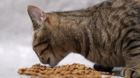 Tabby cat domestic pet kitty eating wet or dry food from floor,isolated animal 스톡 동영상 242592166