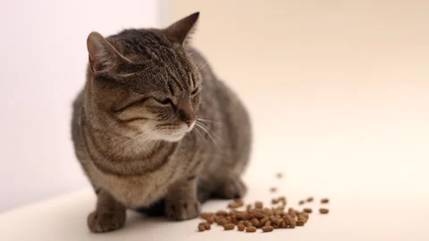 Tabby cat domestic pet kitty eating wet or dry food from floor,isolated animal 스톡 동영상 242592168