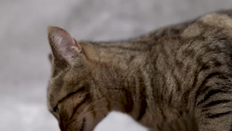 Tabby cat domestic pet kitty eating wet or dry food from floor,isolated animal 스톡 동영상 242592177