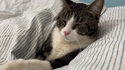 A tabby cat dozed quietly on the bed under a soft, warm blanket. Video stock 331568675