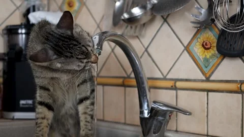 Tabby Cat Drinking Running Water from Kitchen Faucet Stock-Footage 345003689