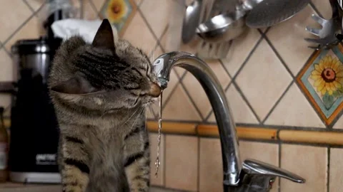 Tabby Cat Drinking Water from a Running Kitchen Faucet Stock Footage 345003525