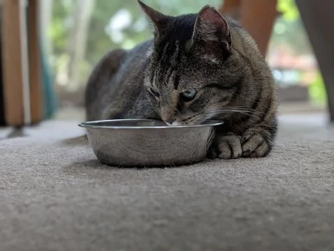 Tabby Cat Drinking Water from a Stainless Steel Bowl Photos