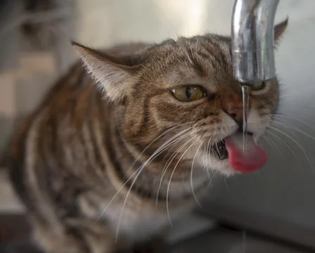 Tabby cat drinks from the tap with cute tongue sticking out Stock Photos