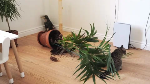 Tabby cat dropped and broken plant pot while playing with plant. Palm plant Stock Footage 165592341