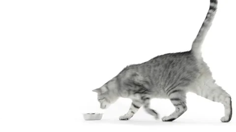 Tabby cat eating from a bowl Stock Footage 49929655