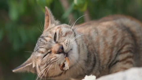 Tabby cat eating crumbs on ledge, satisfied chewing and focused gaze, street Stock Footage 337722183
