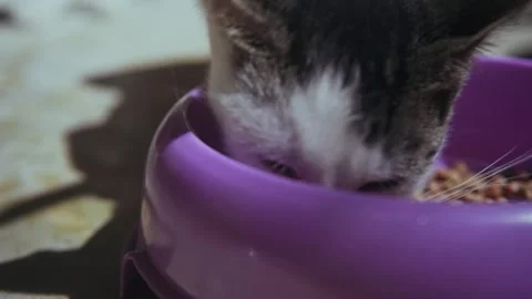 Tabby cat eating dry kibble food from a purple bowl Video stock 328688833