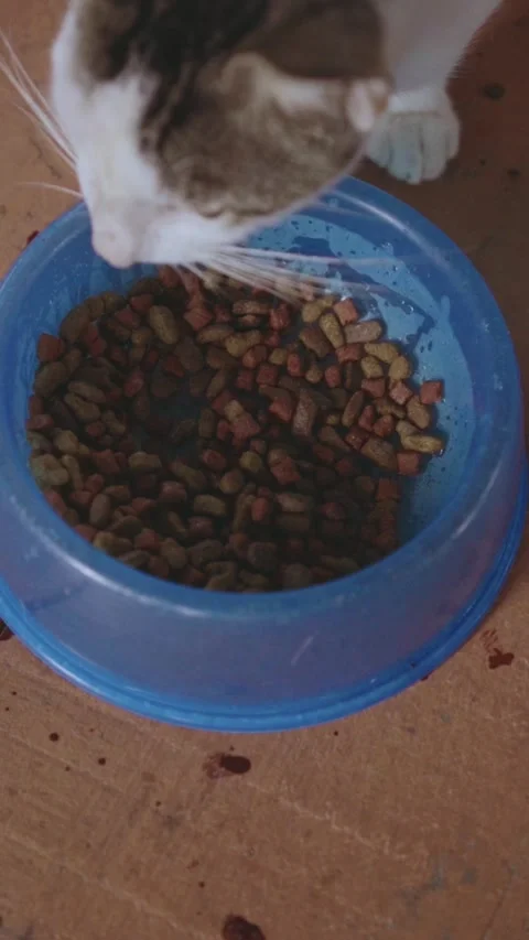 Tabby cat eating dry kibble food Stock Footage 337598254