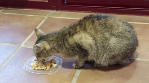 Tabby Cat Eating Food From Plastic Tray On Tiled Floor Near Doorway Indoors Stock Footage 346765019