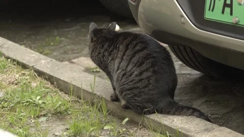 Tabby Cat Eating Grass in the Parking Lot and Walks Off Stock-Footage 334353802