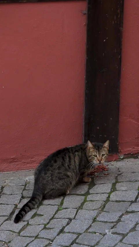 A tabby cat eating meat on a cobblestone street next to a red wall and wood.. Stock Footage 277789837