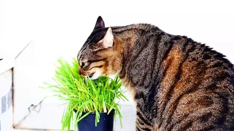 Tabby cat eating wheat grass Stock Footage 99304945