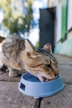 Tabby cat eats from blue bowl on stone pavement Stock Photos