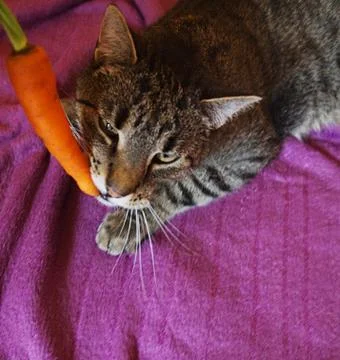 Tabby cat eats a carrot. Stock Photos