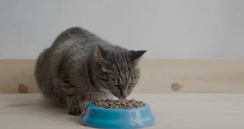 Tabby cat eats dry pet food Stock Footage 139294359
