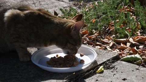 Tabby cat eats food from white plate on ground. Slow motion Stock Footage 139881865