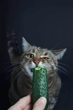 Tabby cat eats a fresh cucumber on a black background Stock Photos