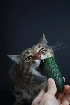 Tabby cat eats a fresh cucumber on a black background Stock Photos