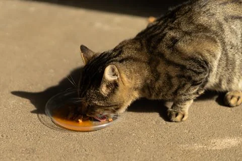 A tabby cat eats from a plastic bowl placed on the pavement Stock Photos