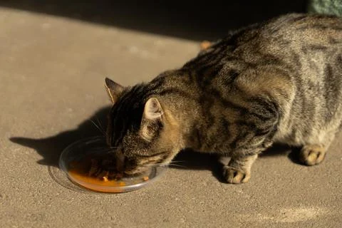A tabby cat eats from a plastic bowl placed on the pavement Stock Photos