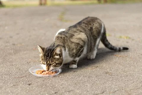 A tabby cat eats from a plastic bowl placed on the pavement Stock Photos