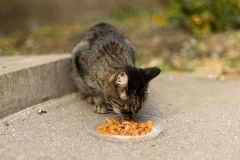 A tabby cat eats from a plastic bowl placed on the pavement Stock Photos