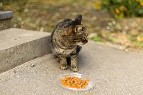 A tabby cat eats from a plastic bowl placed on the pavement Foto stock