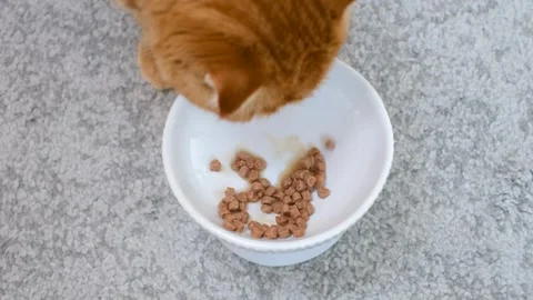 A tabby cat eats wet food from a plate on gray background close-up, top view. Stock Footage 346063130