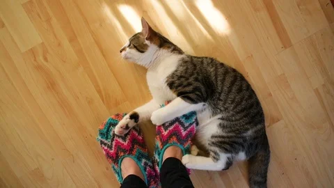 Tabby cat enjoys playing with colorful fuzzy slippers on woman's legs Stock Footage 98363853