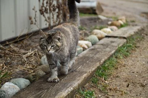 Tabby Cat Exploring Rustic Garden in Daylight Stock Photos