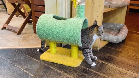 Tabby Cat Exploring Small Green Tunnel Toy In Shelter Stock Footage 334298685