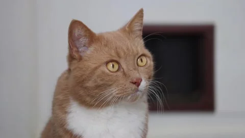 Tabby Cat Eyes Dilating Cinemagraph Loop Stock Footage 140969085
