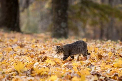 Tabby cat in fall leaves Fotos de archivo
