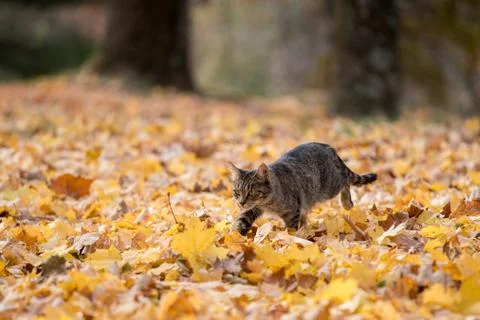 Tabby cat in fall leaves Stock Photos