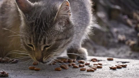 Tabby Cat Feasting Outside Stock Footage 270532606