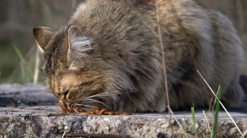 Tabby Cat Feasting Outside Video stock 271503954