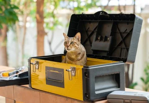 Tabby cat fill in tool box during arrange tool. Stock Photos