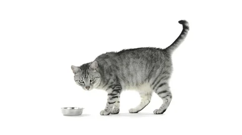 Tabby cat finds empty bowl asking for refill Stock Footage 49927289