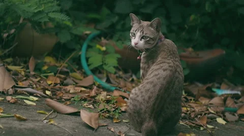 Tabby Cat On The Floor Stock Footage 45933892