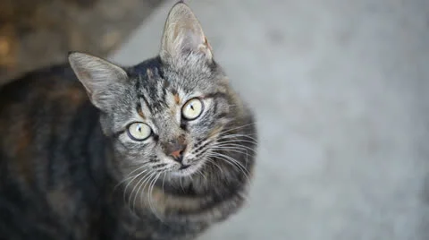 Tabby cat Stock Footage 22555872