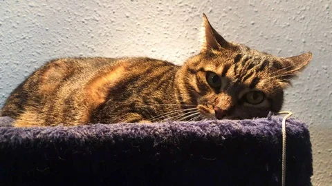 Tabby Cat Video stock 98701381