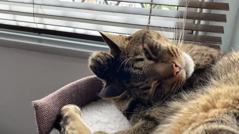 Tabby Cat Stock Footage 131449786