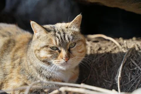 Tabby cat in the forest Stock Photos