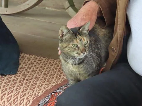 Tabby cat friendly Stock Photos