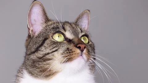 Tabby cat in front of gray background. Stock Footage 205132191