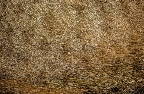 Tabby cat fur texture background. Cat fur texture background. Pet hair backgr Stock Photos