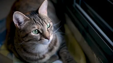 Tabby cat gazing from window. 스톡 동영상 305291152