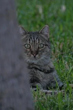 Tabby cat in the grass looking at the camera with green eyes Fotos Stock